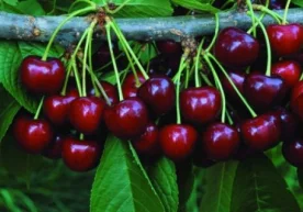 Гилос жуда ҳам ширин ва фойдали мева эканлиги ҳеч кимга