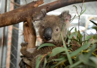 Olimlar 13 yildan beri koalalarning qanday suv ichishini aniqlay olmayotgan edi. Birgina video ... фото