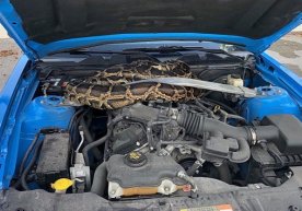 Ford Mustang капоти остига кириб олган улкан питон (видео) фото
