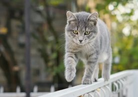 In Uzbekistan, responsibility for cruelty to animals will