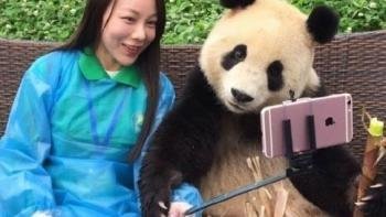 Селфига тушувчи панда интернет аҳли қалбидан жой эгалламоқда фото