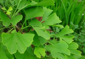 Kingston universiteti olimlari ginkgo biloba darahti