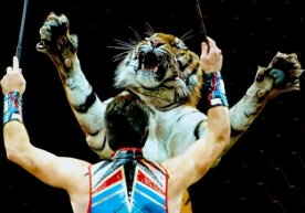 Фото: Pixabay Италиянинг энг машҳур циркларидан бири Circo