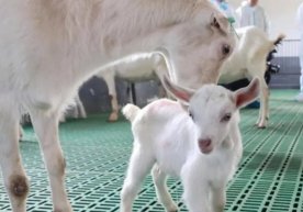 Chinese scientists have achieved a successful result in