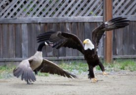 G‘oz va burgutning "mushtlashuvi"ni Kanada va AQSh munosabatlariga qiyoslashdi фото