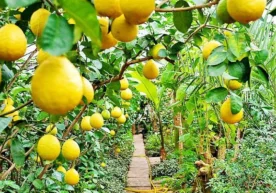 Ўзбекистон ва Тожикистонда лимон нархи рекорд даражада