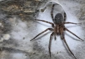 Греция ва Албания чегараси яқинидаги сульфидга бой ғорда