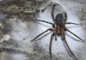 Gretsiya va Albaniya chegarasi yaqinidagi sulfidga boy