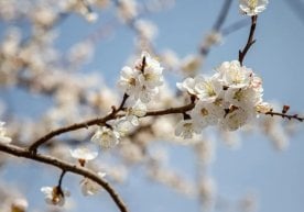 Ўзбекистон бўйлаб 13 март куни ҳаво муҳимига тез ва равшан