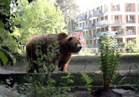 АҚШда айиқ, пума ва икки кийик тунда аҳоли яшовчи уйларнинг бирига ташриф буюрди (видео) фото