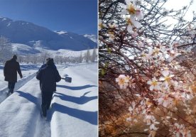 Qashqadaryoda ikki xil fasl kuzatilmoqda: Kitobda qor, G‘uzorda bahor фото