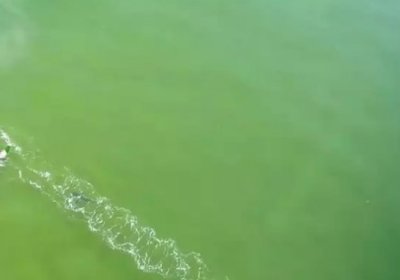 Австралияда сёрфчи одамхўр акула таъқибидан омон қолди (Видео) фото