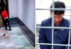 Тошкент вилоятининг Бўстонлиқ туманида мушукларга нисбатан