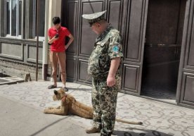 Toshkent tumanida 18 yoshli yigit xonadonda sher boqayotgani aniqlandi фото