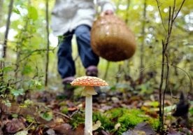 Нара префектурасидаги Вяпонская шаҳрида яшовчи кекса одам