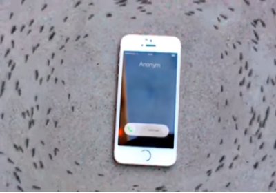 Chumolilarning iPhone atrofida taralayotgan musiqaga “raqsga tushishi” foydalanuvchilarni o‘ylantirib qo‘ydi (video) фото