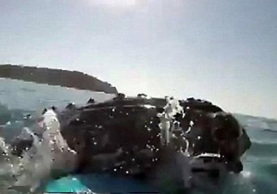 Австралияда сапсерфингчи улкан кит билан тўқнашувни видеога олди фото