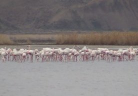 Шу кунларда Қорақалпоғистонга ташриф буюрган меҳмонлар