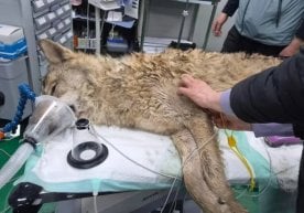 Жанубий Кореяда ҳайвонот боғидан қочиб кетган икки ёшли