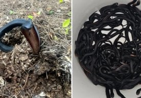 102 venomous snakes found in Sydney backyard фото