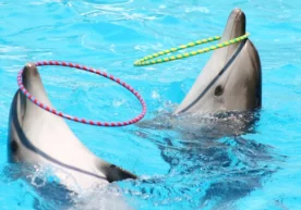 Баъзи инсонлар жониворларни онгли мавжудот деб