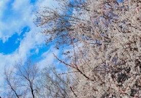 Ўзбекистон ҳудудининг катта қисмида ҳафтанинг дастлабки уч