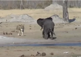 Зимбабвенинг Little Makololo миллий боғида сайёҳлар