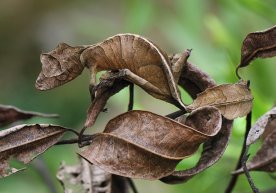 Shayton bargli gekko (Uroplatus phantasticus) Madagaskar