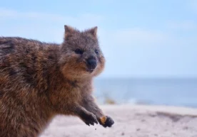 Британиянинг Lidsa университети олимлари Tourism Western