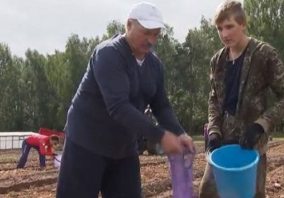 Лукашенко картошка ҳосилини йиғишга ёрдам берди (видео) фото