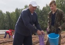 Lukashenko kartoshka hosilini yig‘ishga yordam berdi (video) фото