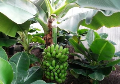 Андижонда икки гектарлик банан боғи барпо этилди фото