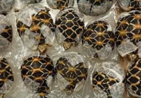 An unusual and illegal act has been uncovered in Thailand.