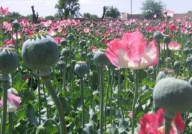 Afg‘oniston opium ishlab chiqarishni oshirdi — BMT фото