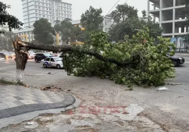 At around 7:00 PM, a large tree fell on Shota Rustaveli