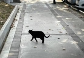 Ўзбекистонда ҳайвонларга нисбатан шафқатсиз муносабатга