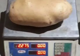 Samarqandda vazni 2,2 kg kartoshka yetishtirildi фото