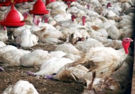 Германияда парранда гриппи эпидемияси авж олмоқда — расмий