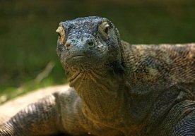 Оксфорд олимлари Wikipedia қидирув сўровларини таҳлил