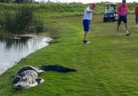 Florida shtatidagi golf maydonlarining birida alligator va piton kurashi kuzatildi фото