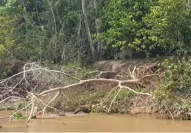 Braziliyadagi safari-parkida sayyohlar suv qunduzlari va