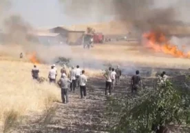 Қашқадарё вилоятининг Китоб туманидаги ғалла майдонида