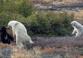 Исландиялик сайёҳ Жон Сигурдссон ўз саёҳатлари давомида