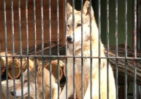 Андижон шаҳридаги автозаправка ҳудудида икки та