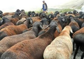 Qurbonlikni vojib qiluvchi boylik miqdori qanday hisoblanadi? фото