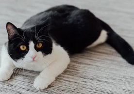 Why Do Domestic Cats Have White "Socks" and a "Tie"? фото