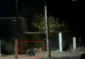 Тошкент вилоятида кечаси «дом»лар орасида юрган айиқ видеога олинди фото