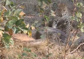 Leopard va ulkan piton o‘rtasidagi "o‘lim jangi"ni tomosha qiling (Video) фото