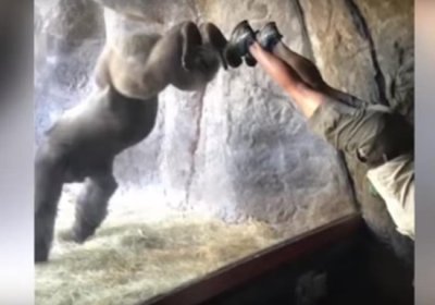 AQShdagi hayvonot bog‘ida gorilla yogani o‘zlashtirdi (video) фото