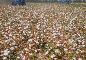 Вазирлар Маҳкамасининг «2019 йил ҳосили пахта хом ашёсини